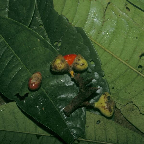 Iryanthera hostmannii Fruit