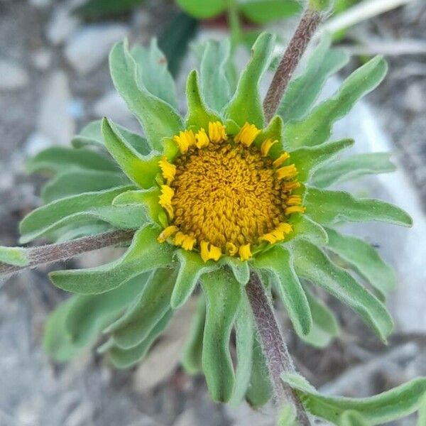 Asteriscus aquaticus Flower