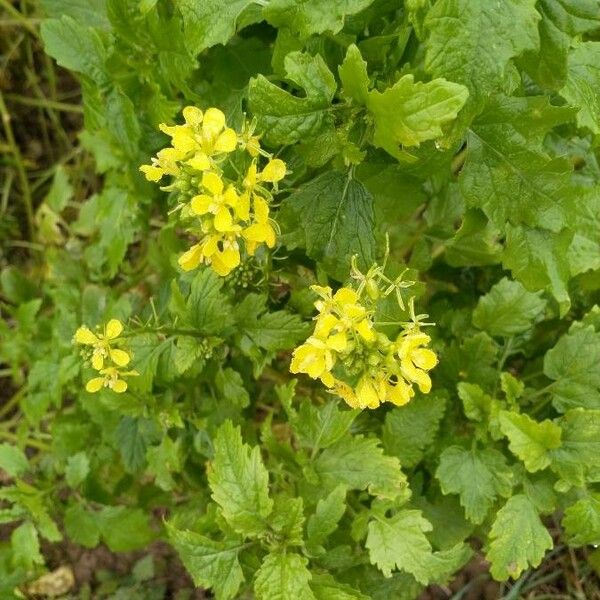 Brassica juncea Λουλούδι