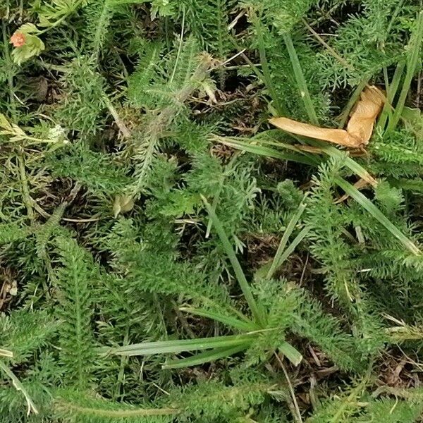 Achillea setacea ᱥᱟᱠᱟᱢ