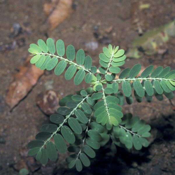 Phyllanthus amarus Folio