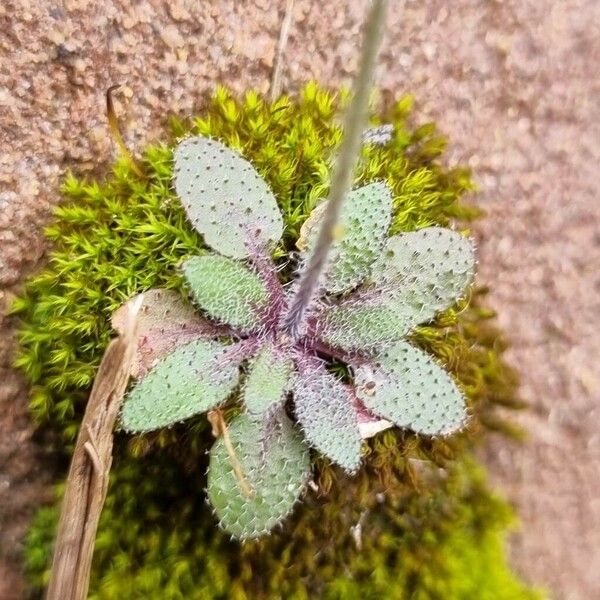 Arabidopsis thaliana Deilen