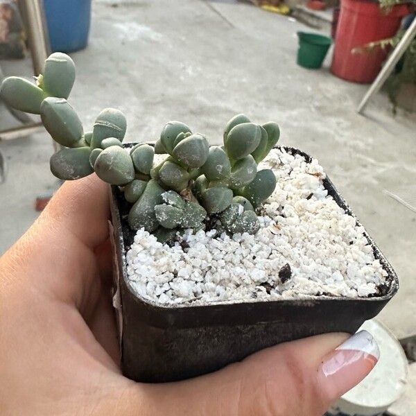 Delosperma lehmannii 葉