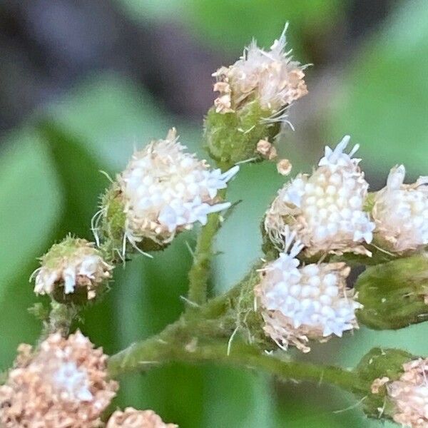 Ageratina adenophora Kwiat