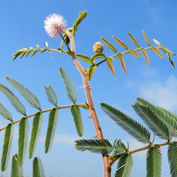 Mimosa pigra Leaf