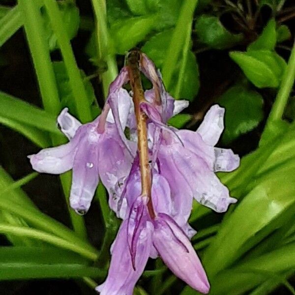 Hyacinthoides hispanica ফুল