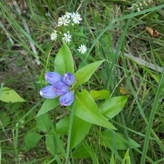 Gentiana andrewsii Arall