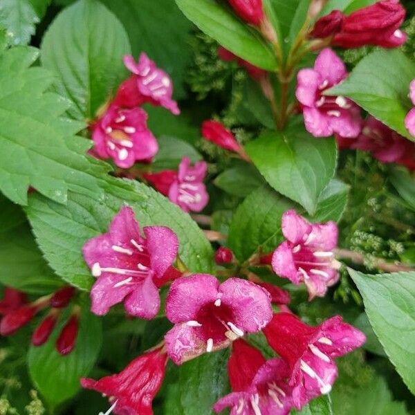 Weigela florida Blomma