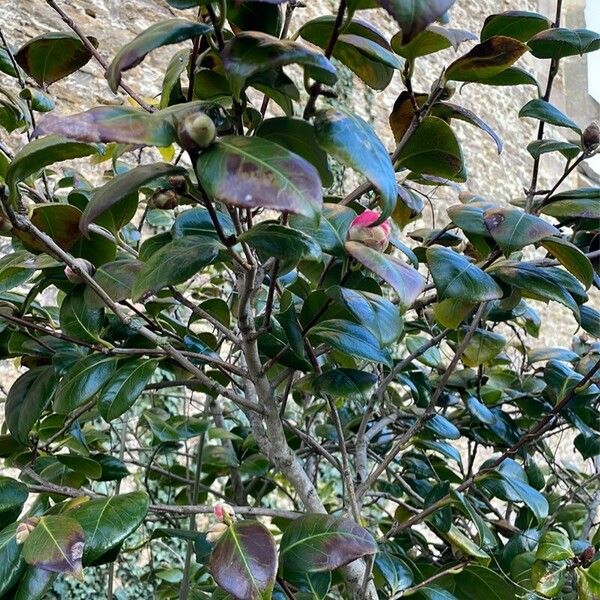 Camellia sasanqua Leaf