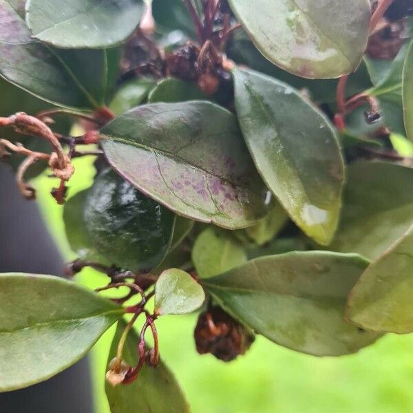 Gaultheria procumbens Лист