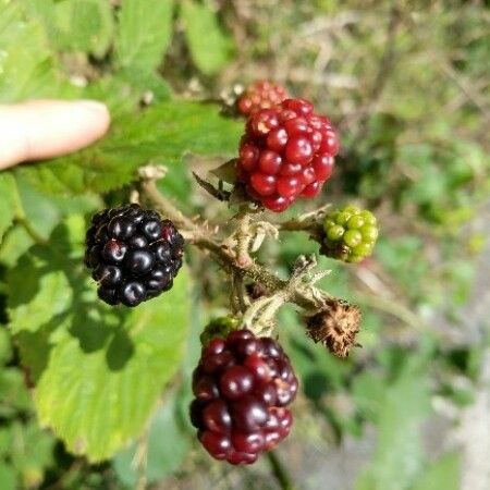 Rubus ulmifolius Frukt