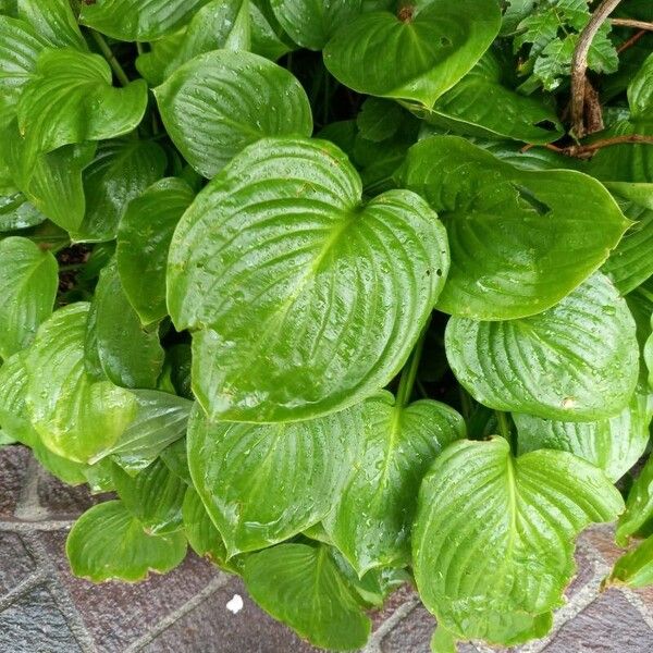 Hosta plantaginea পাতা