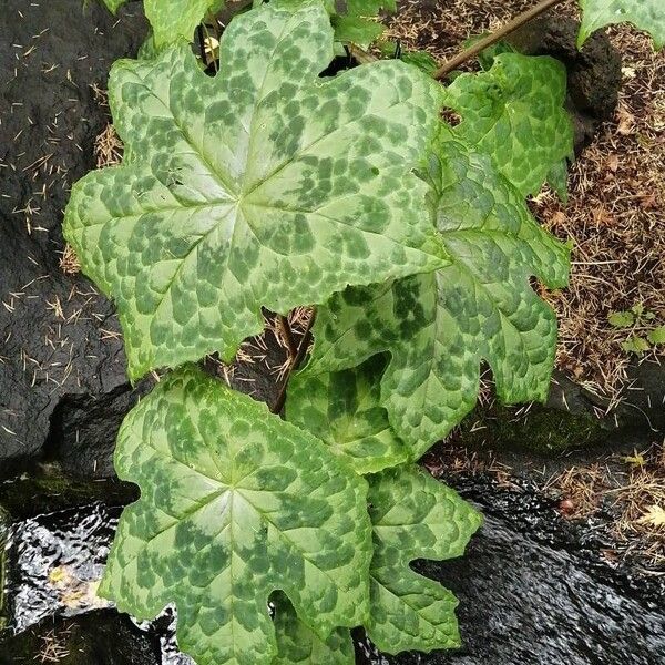 Podophyllum cv. 'Kaleidoscope' Leaf