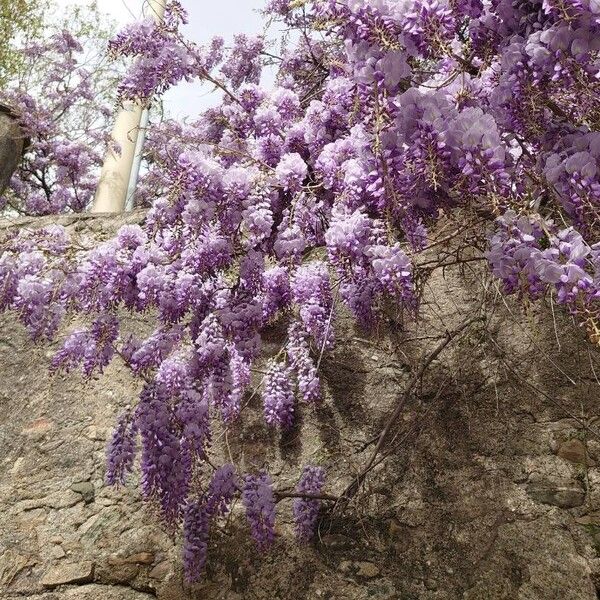 Wisteria sinensis फूल