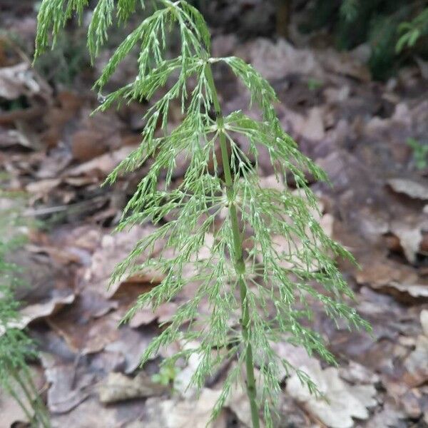 Equisetum sylvaticum Blad