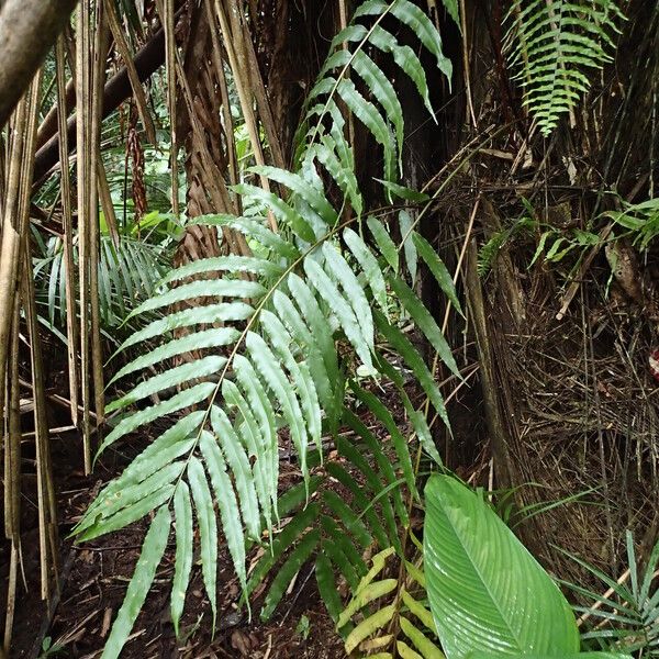 Stenochlaena tenuifolia Συνήθη χαρακτηριστικά