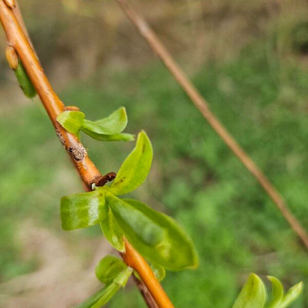 Salix triandra Feuille