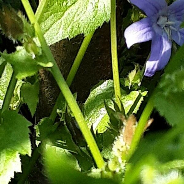 Campanula poscharskyana Casca