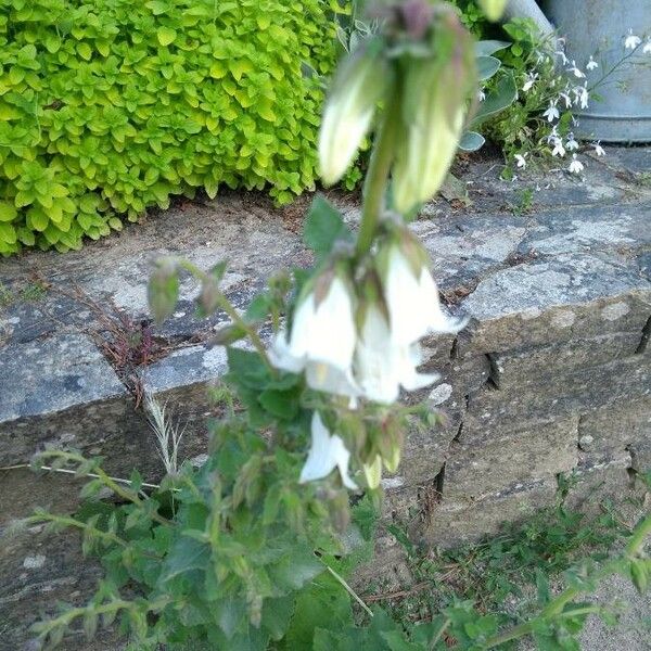 Campanula alliariifolia Flor