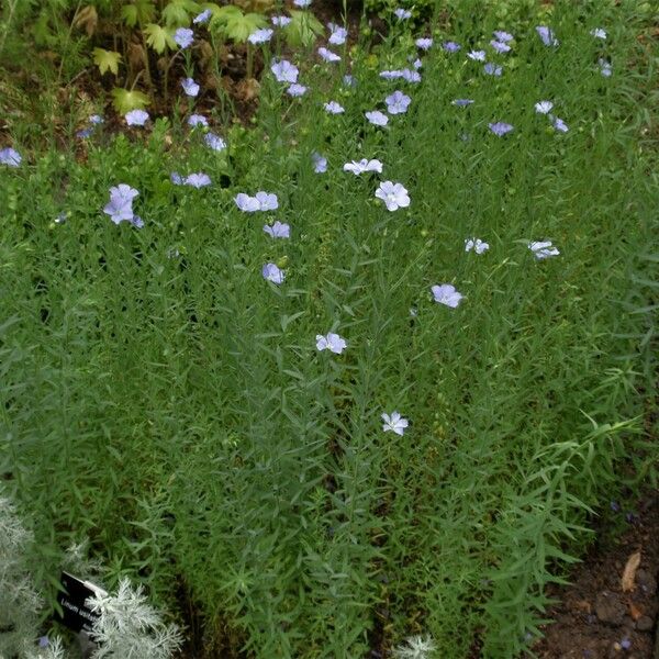 Linum usitatissimum Habitus