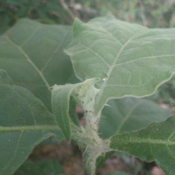 Solanum torvum Blatt