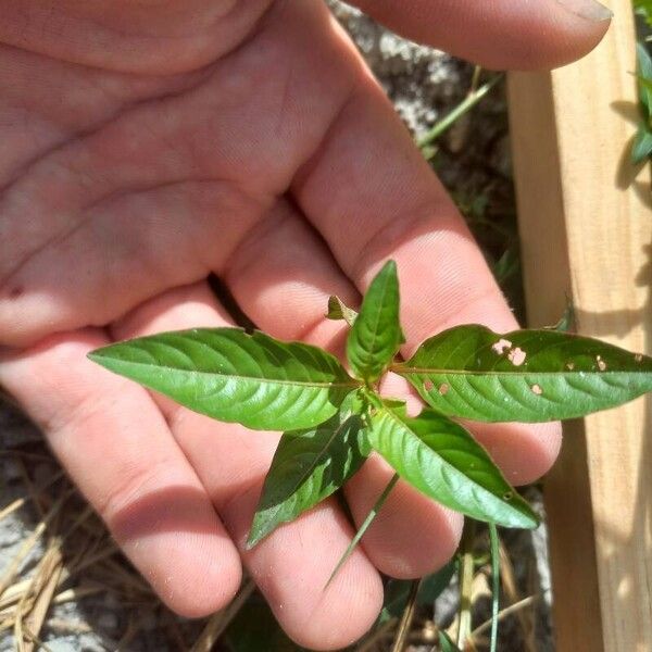 Ludwigia octovalvis 葉