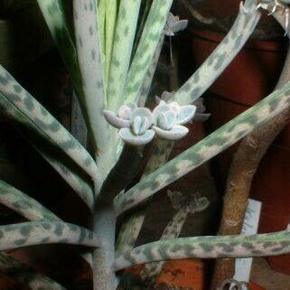 Kalanchoe delagoensis Ліст