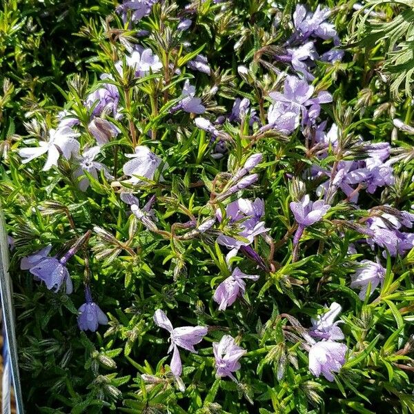 Phlox subulata Hàbitat