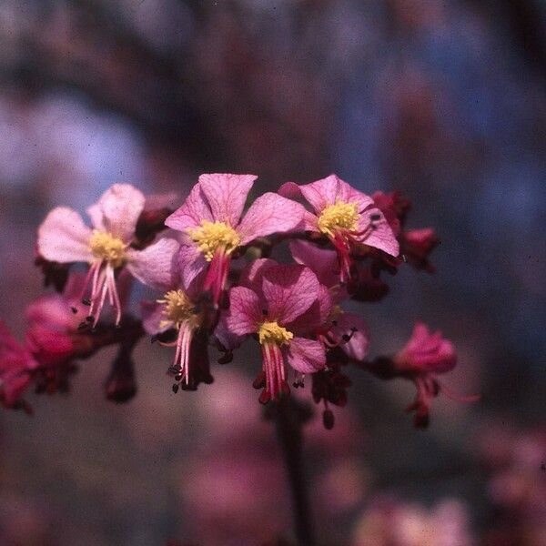 Ungnadia speciosa Цвят