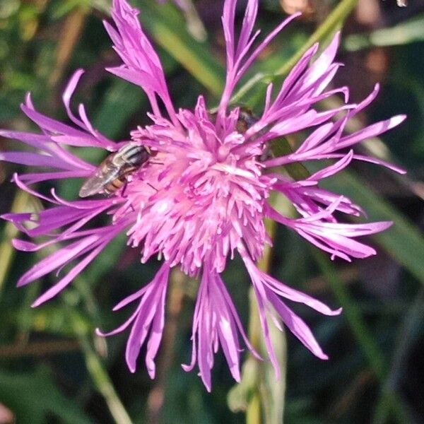 Centaurea jacea Flor