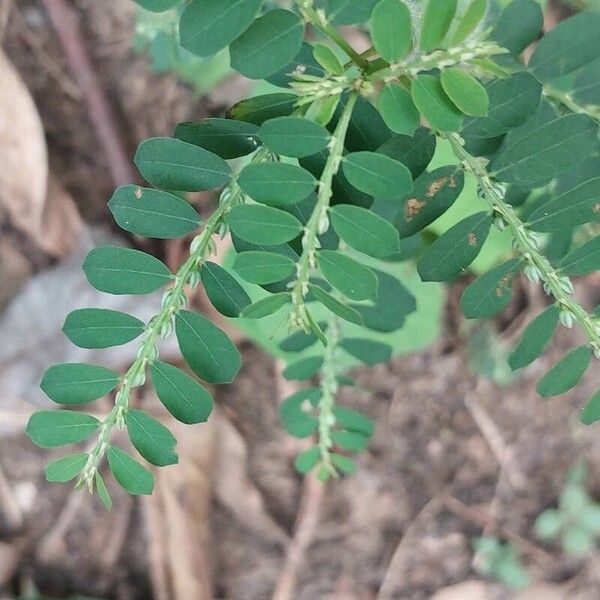 Phyllanthus amarus Leaf