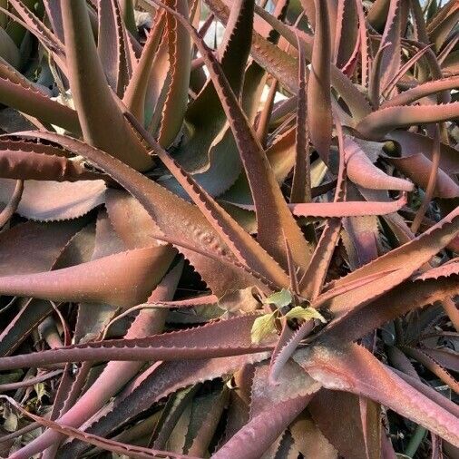 Aloe vera Folha