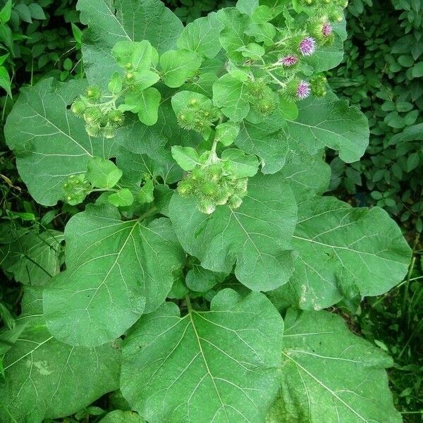 Arctium lappa Flower