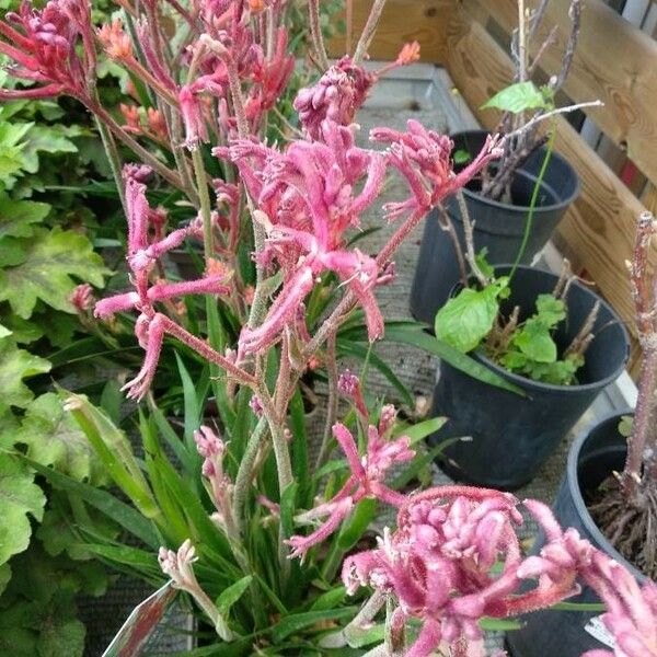 Anigozanthos spp. Flower