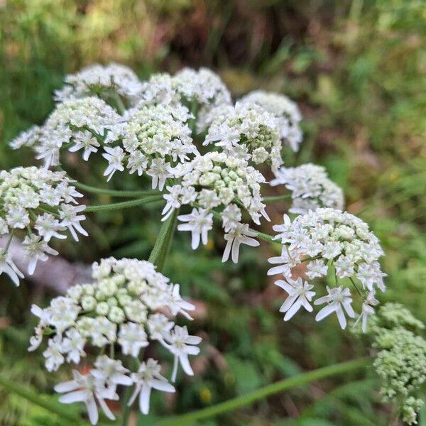 Heracleum sphondylium Kukka