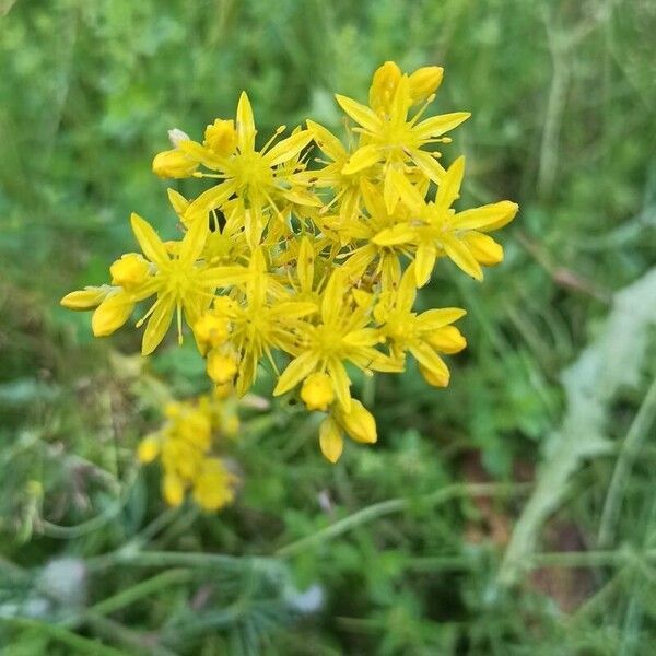 Petrosedum rupestre Flower