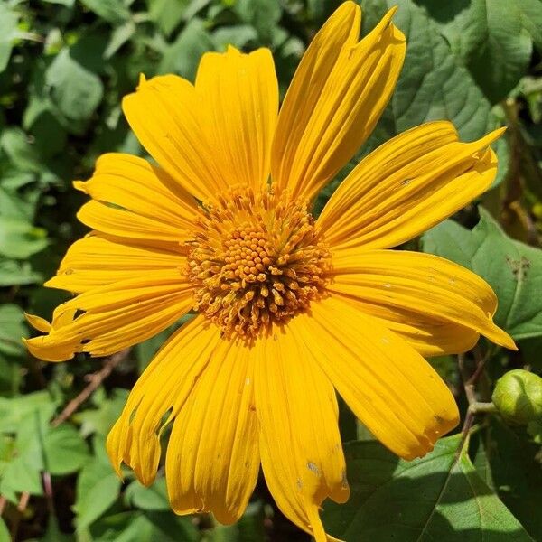 Tithonia diversifolia Flower