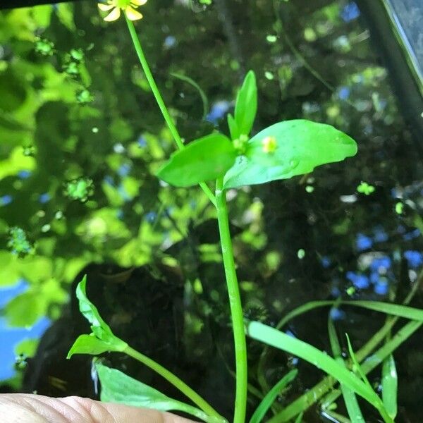 Ranunculus ophioglossifolius Feuille