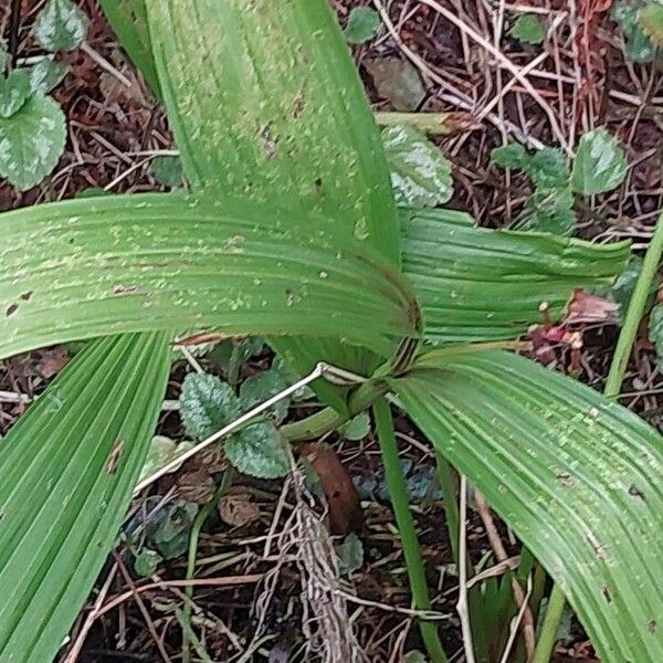 Spathoglottis plicata Liść