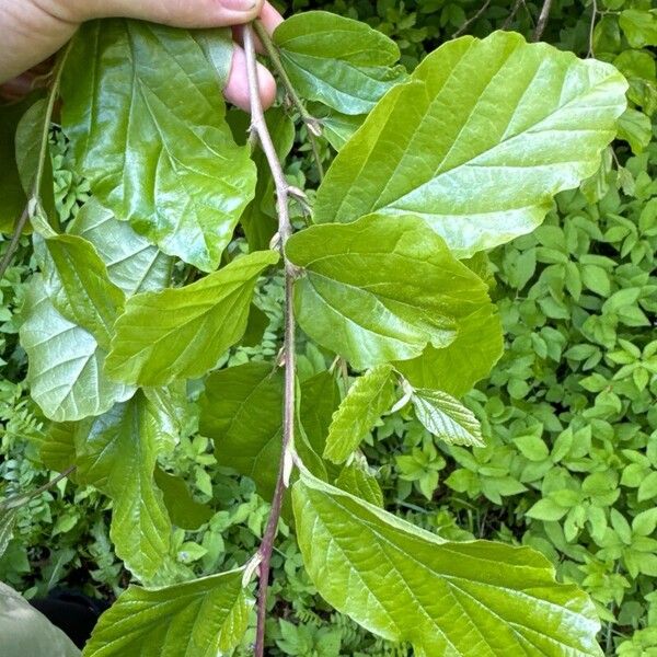 Hamamelis virginiana Blatt