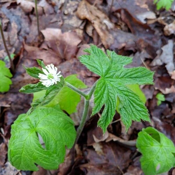 Hydrastis canadensis Φύλλο