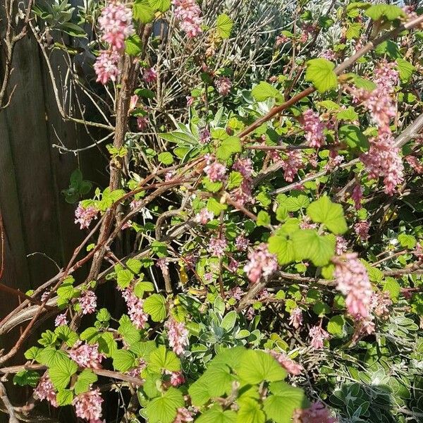 Ribes sanguineum Flower