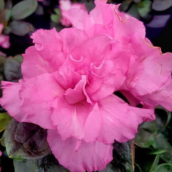 Rhododendron alabamense Fiore