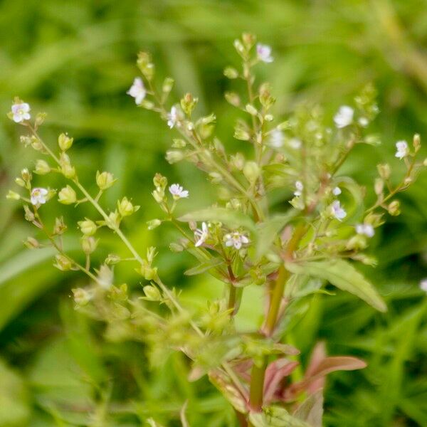 Veronica catenata Folha