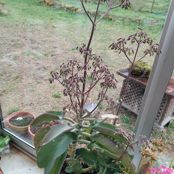 Kalanchoe laetivirens Celota