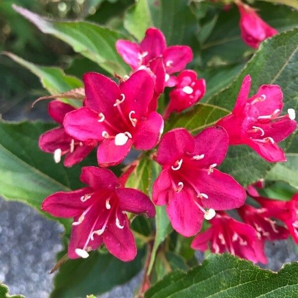 Weigela florida Flower