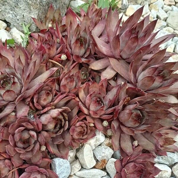 Sempervivum tectorum Листок