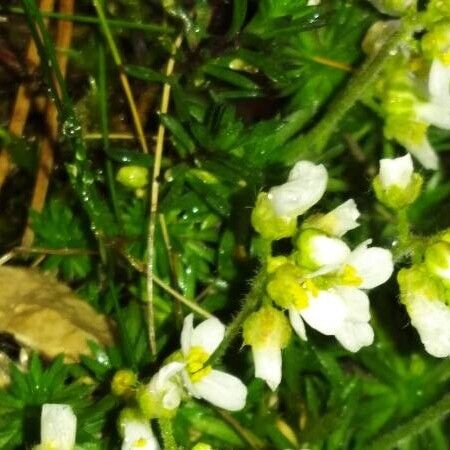 Galium verticillatum Leaf