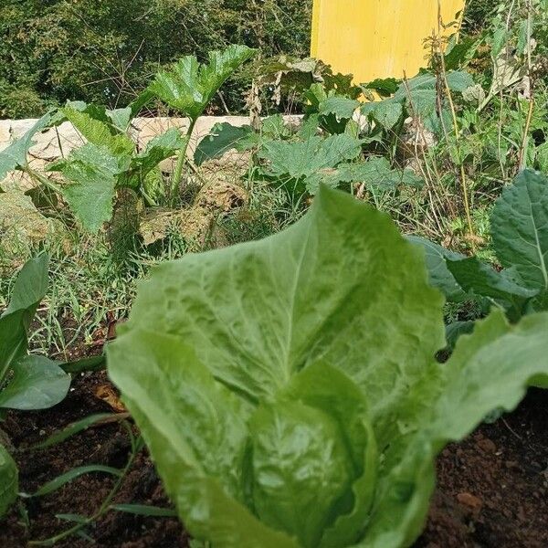 Lactuca sativa Habit