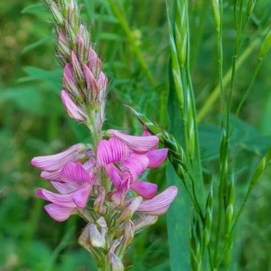 Onobrychis viciifolia Floro